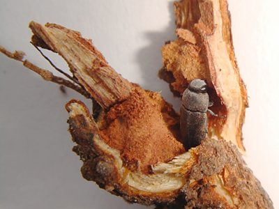Anilara sp. Ki Ki, PL4382, non-emerged adult, in Lasiopetalum behrii (PJL 3377A) root crown, SE, photo by A.M.P. Stolarski, 4.8 × 2.0 mm